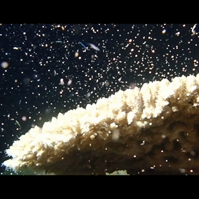 大規模なサンゴの産卵がありました。の画像