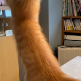 ジャーンプ！の画像