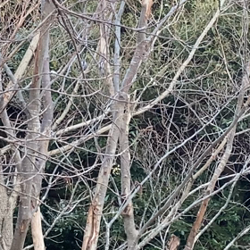 エナガの集団の画像