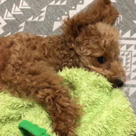 モフモフ⭐️の画像