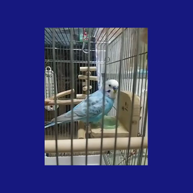 おいしいよの画像