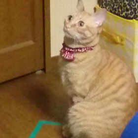 むぎっちゅ☆花火の音にビビるの巻の画像