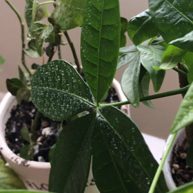 不思議な動画の画像