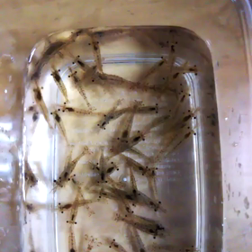 なんのアピールやそれの画像