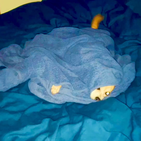 シッポは口ほどにものを言うの画像