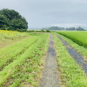 ひまわり畑！の画像