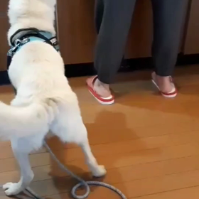 今日のシロくん 2の画像