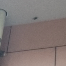 #夏の終り　#つくつく法師　#アフターコロナの画像