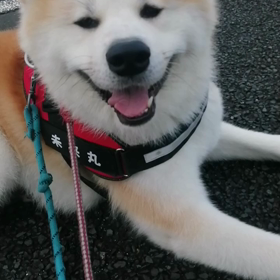 連日のひやっこい朝。張り切って散歩だ！と思っているのは飼い主だけ？いまいちグイグイ引っ張らないとの画像