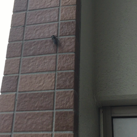 みけも興味津々。の画像