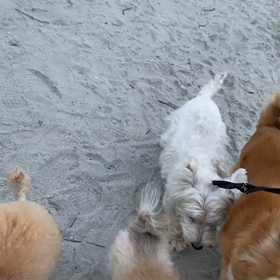 10月10日11わんこと1時間遠足  お台場の画像