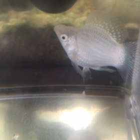 ２４日目(((o(*ﾟ▽ﾟ*)o)))の画像