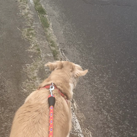 昨日の ミル散歩の画像