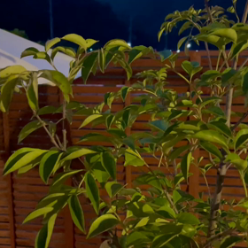 秋の夜長を楽しむ♫の画像