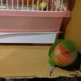 たまには、動画。の画像