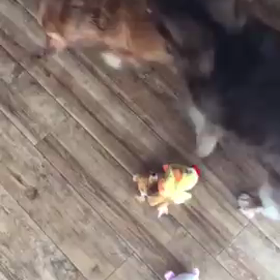 アルトくんとサクラちゃん！の画像