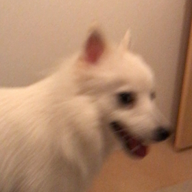 お散歩、神〜！！の画像