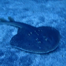 2021-12-16   うちわざめスイスイ〜(°▽°)の画像