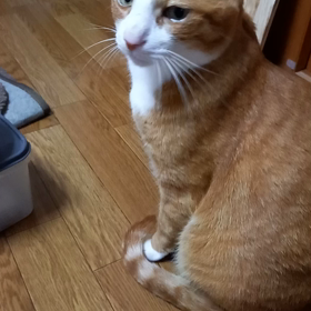 ぶりっこにゃ。得意分野にゃ。の画像