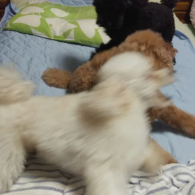 お布団の上の画像