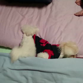 なにしてるの？の画像