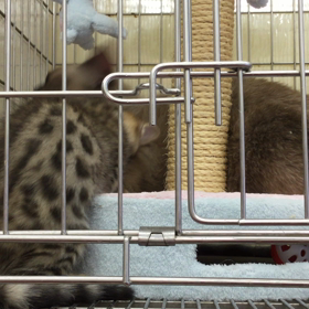 マノンちゃんの画像