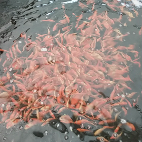 きんせんの画像