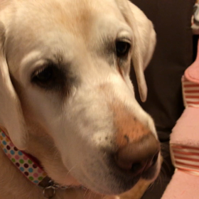 なぜかおやつの音を聞きつけるの画像