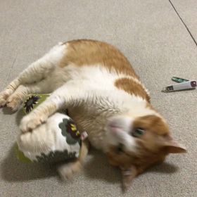 ちゃっぴーの動画３本立ての画像