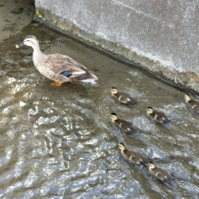カルガモ親子ちゃんの画像