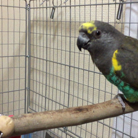 ムラクモインコの画像