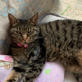 みーちゃんと会話の画像