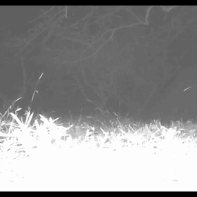 すぎぴたんの事件簿シーズン3　53話（昔のハクビシン親子）の画像