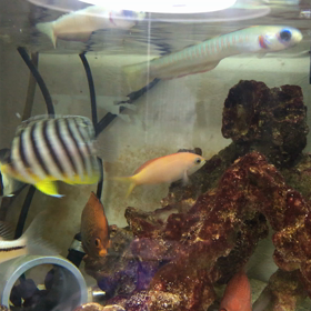 私の夢の混泳の画像