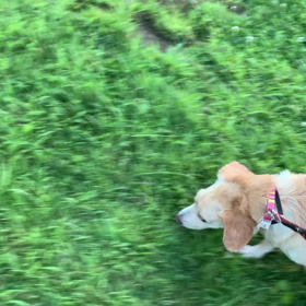 8月4日9わんこと2時間遠足　代々木公園の画像