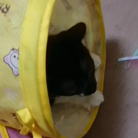 やんちゃだけじゃニャイの画像