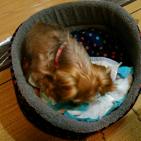 現行犯、目撃‼の画像