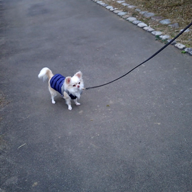 お散歩？愛犬の画像