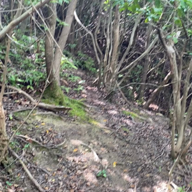 “汁だく”ならぬ　“汗だく” 猟犬も猟師もの画像