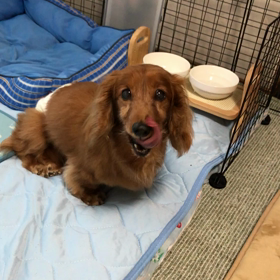 今朝のレオの画像