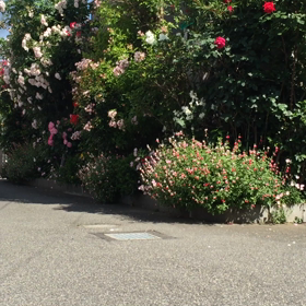 雑用クルーズの画像