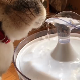 水飲み器でペロペロ！の画像