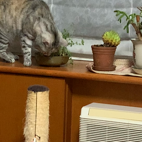 何が見えてるの？の画像