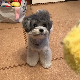 むぎのワザの画像