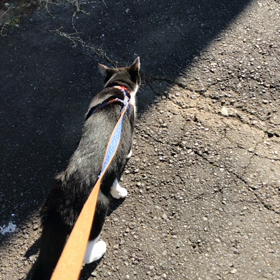 にゃんぽの画像