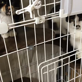 多頭飼育レスキュー【4月11日】の画像