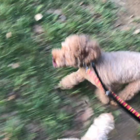 ♪お散歩動画♪代々木公園♪の画像