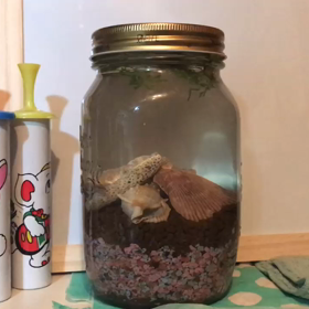 ちいさな命の画像