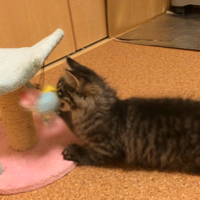 ハッスル  〜イズミちゃんの巻〜の画像