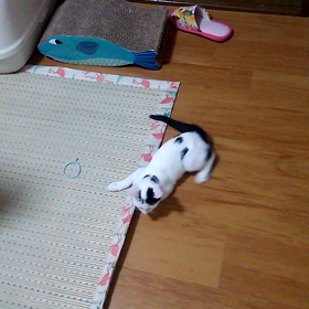 お気にいりの画像